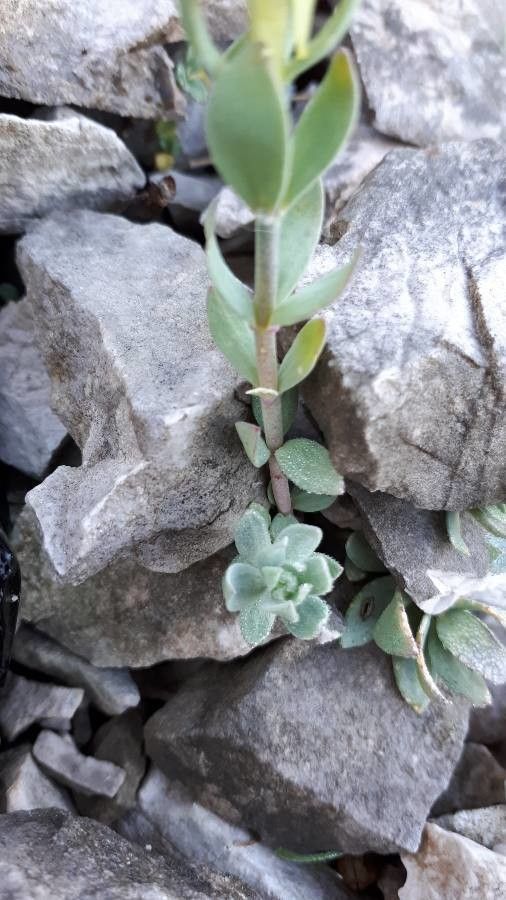 Linaria tonzigii — search result for 'Linaria'