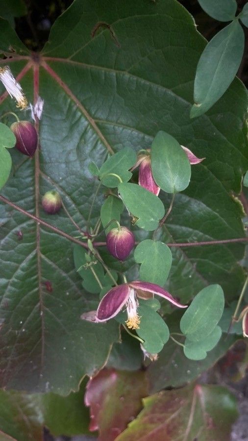 Clematis viorna flower
