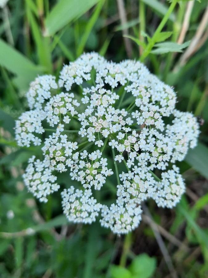 Sium latifolium flower