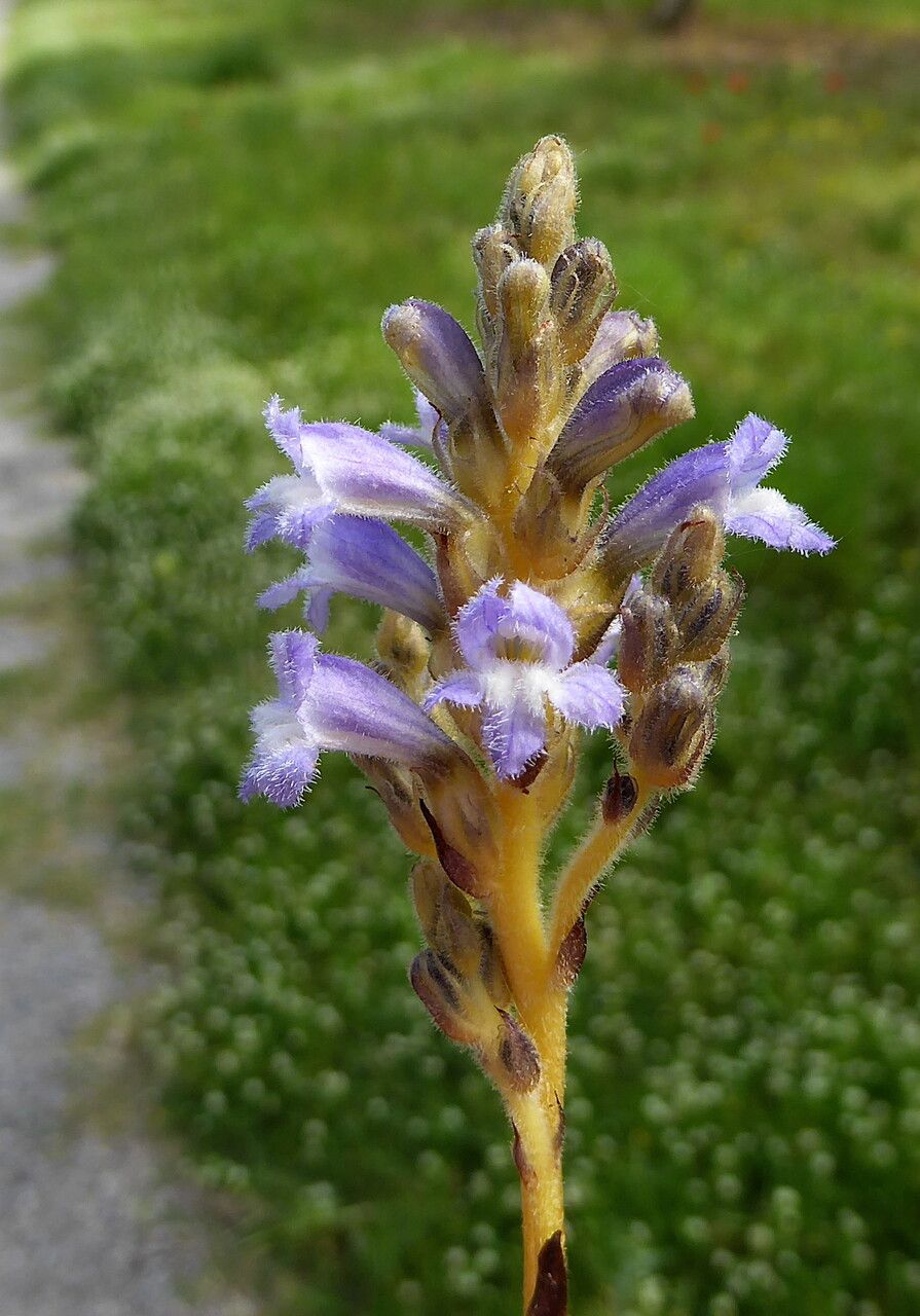 Phelipanche ramosa flower