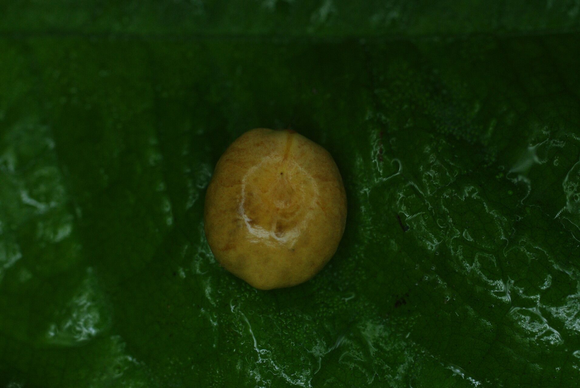 Laccosperma opacum fruit
