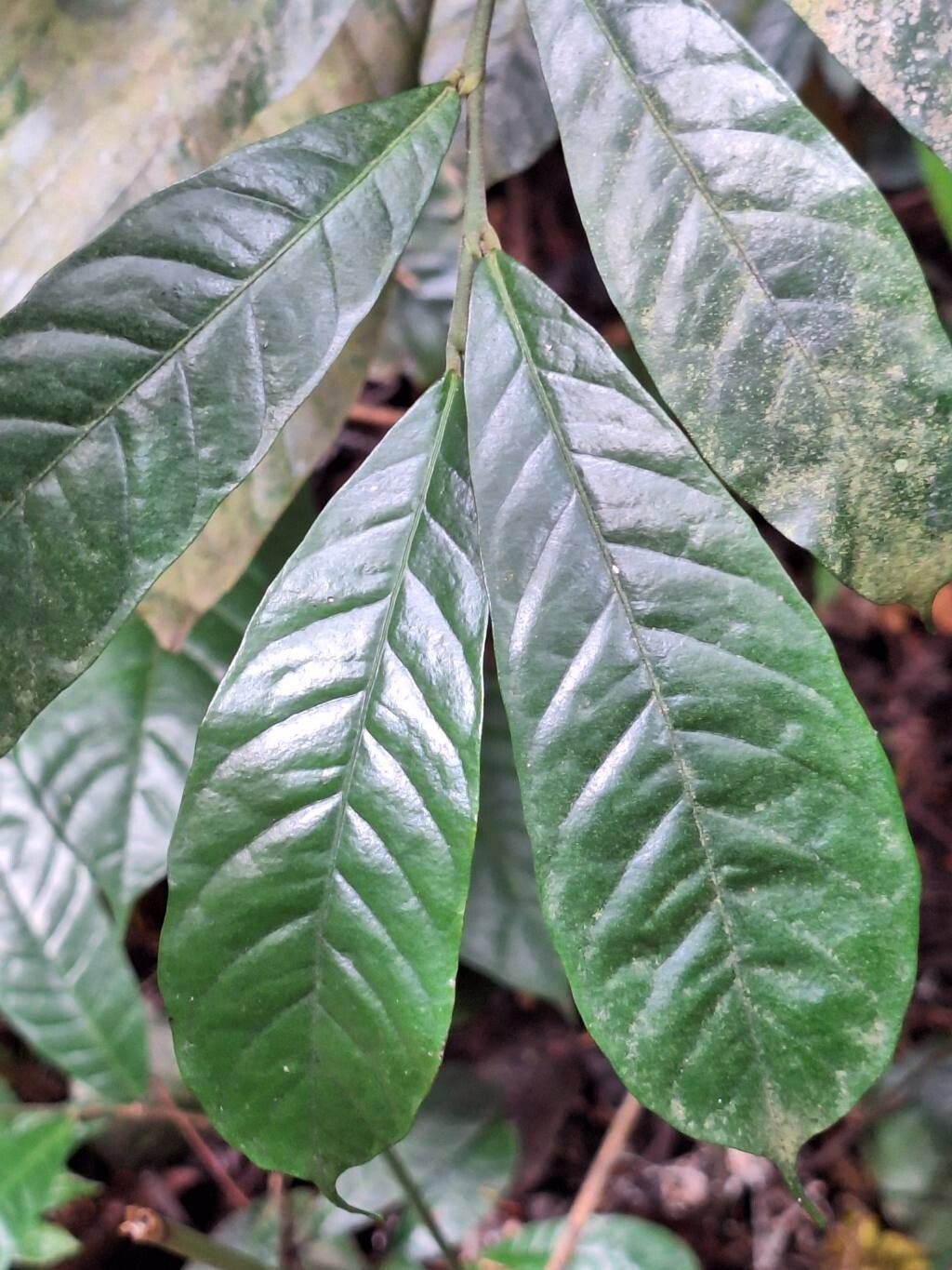 Dorstenia mannii — search result for 'Dorstenia'