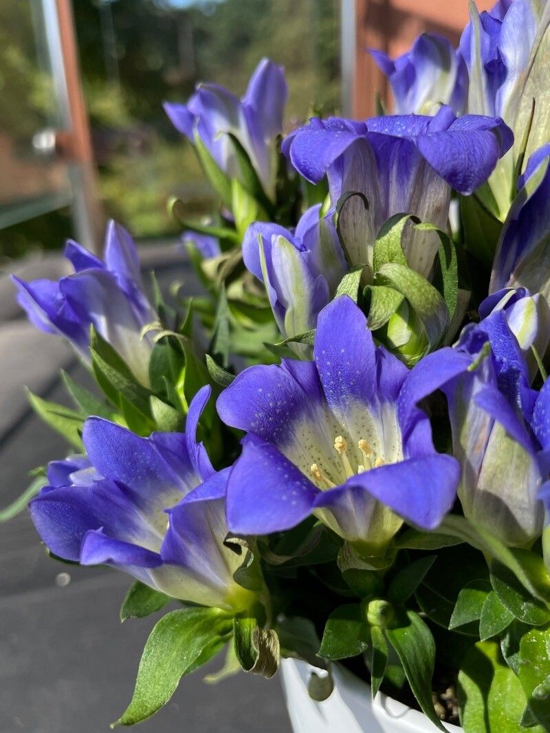 Gentiana newberryi — houseplant care guide
