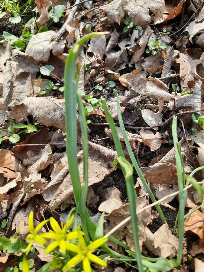 Gagea pratensis leaf
