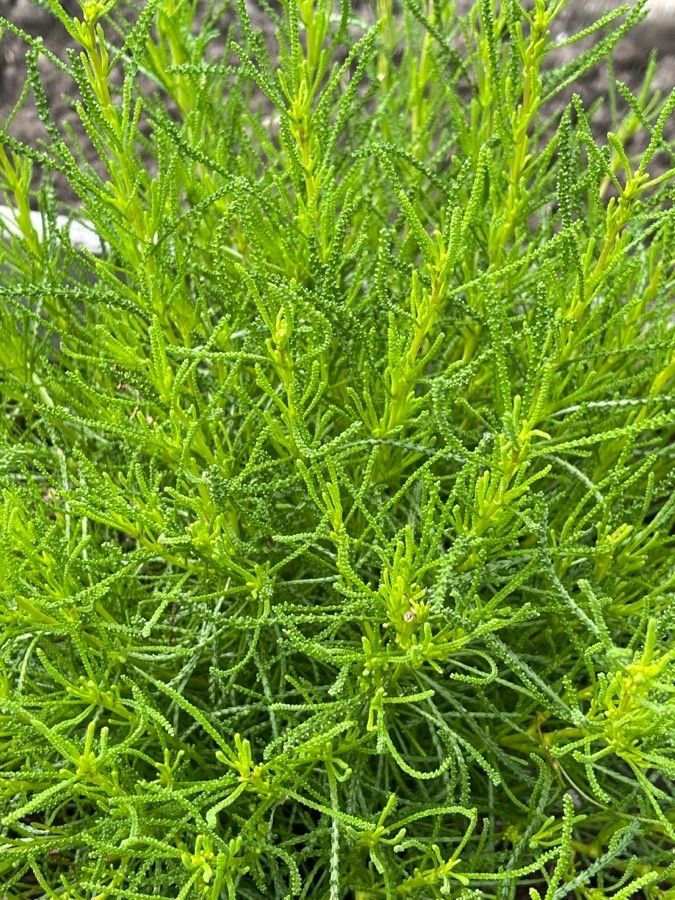 Santolina virens leaf