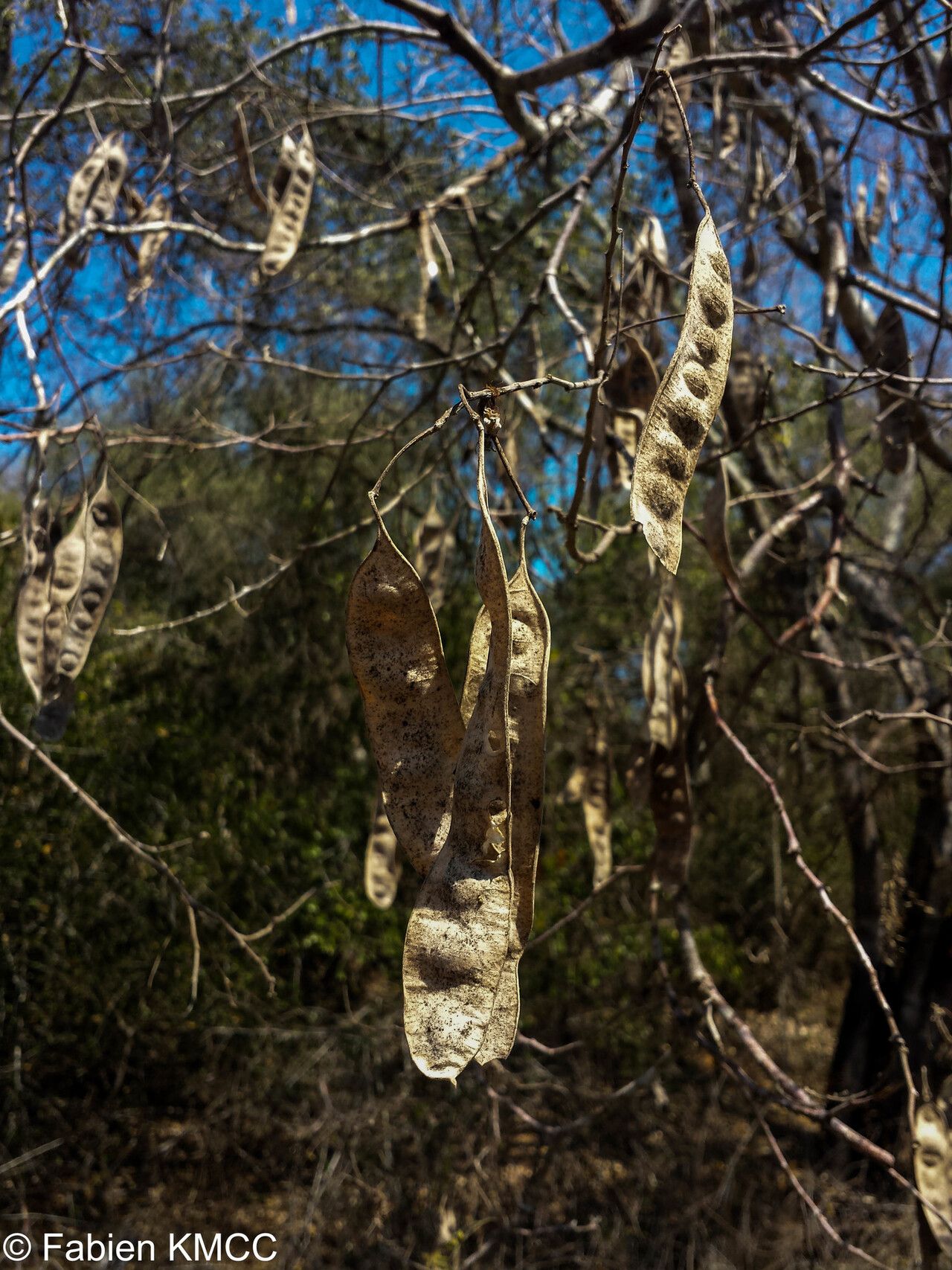 Albizia mahalao fruit