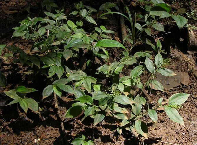 Ichnanthus nemorosus habit