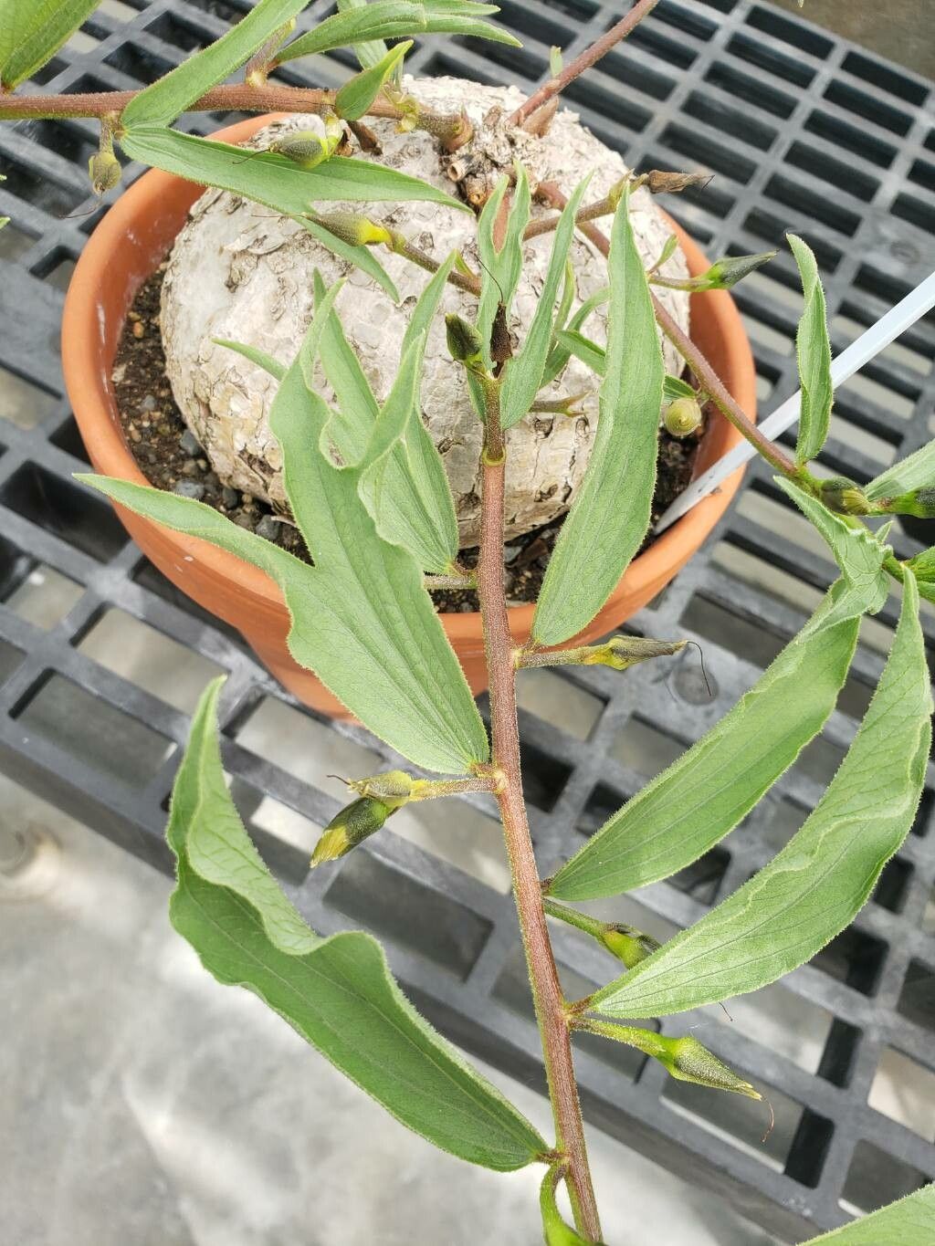 Ipomoea crassipes — houseplant care guide