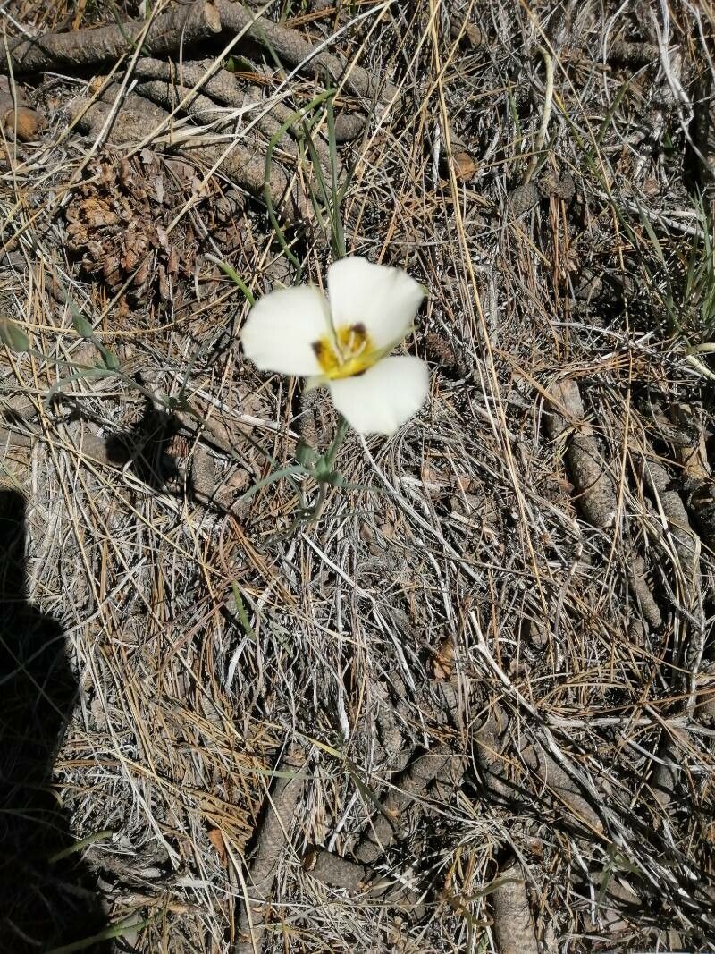 Calochortus leichtlinii flower