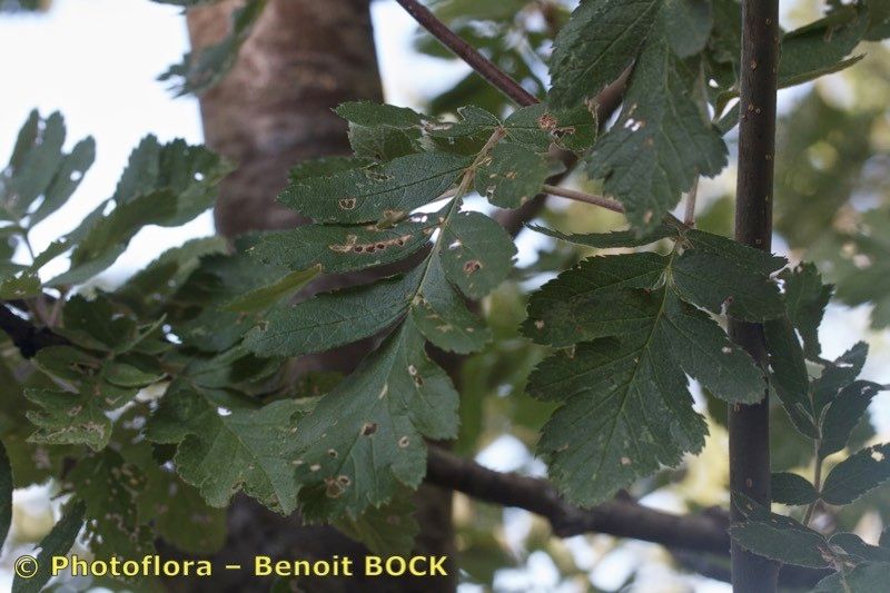 Sorbus legrei other