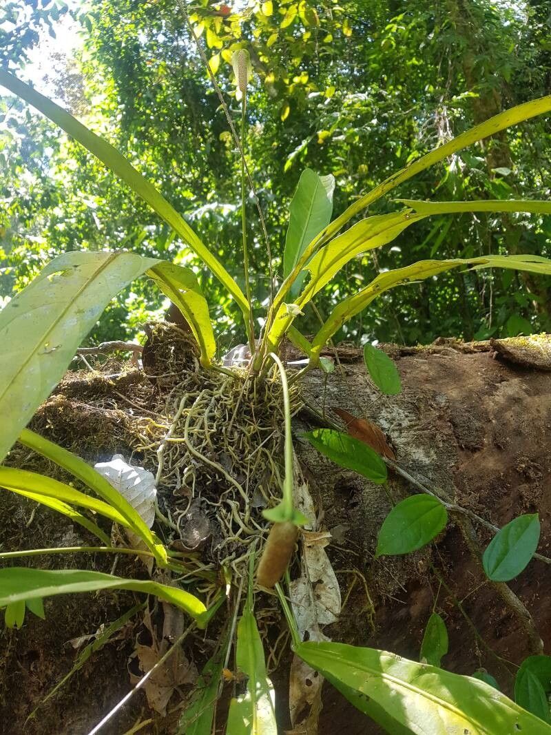 Anthurium eximium — houseplant care guide