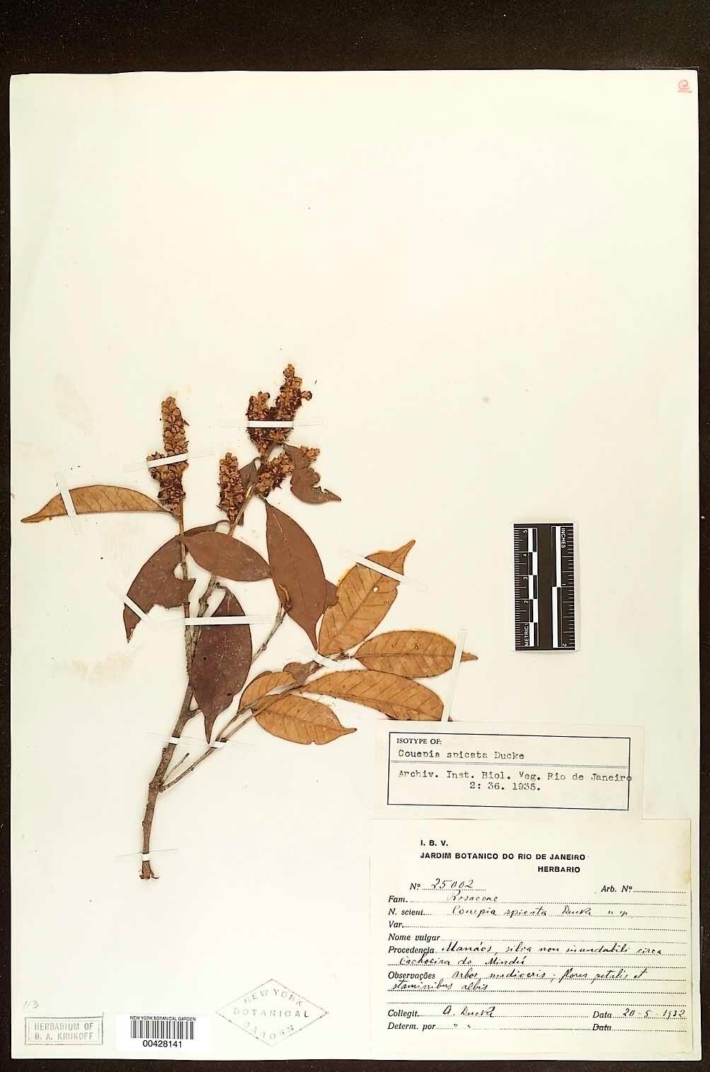 Couepia spicata — houseplant care guide