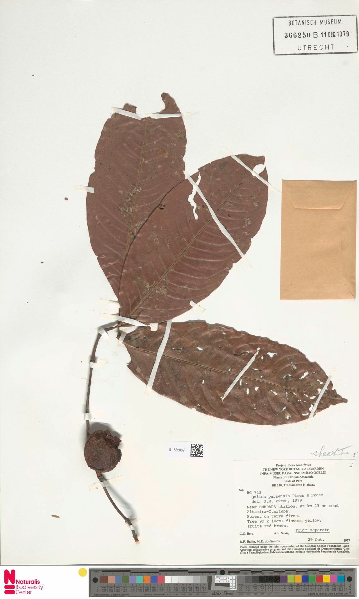 Quiina paraensis fruit