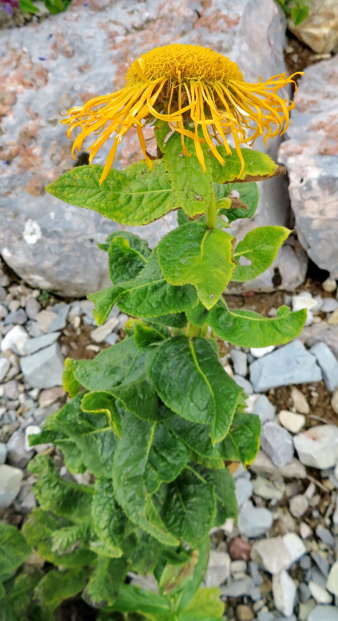Pentanema orientale habit