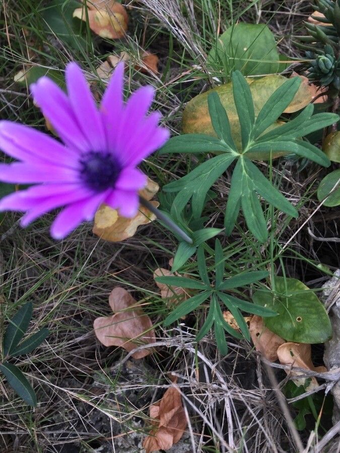 Anemone hortensis leaf