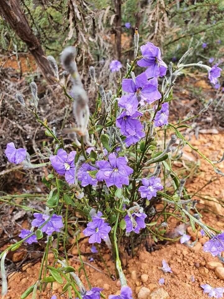 Dampiera purpurea flower
