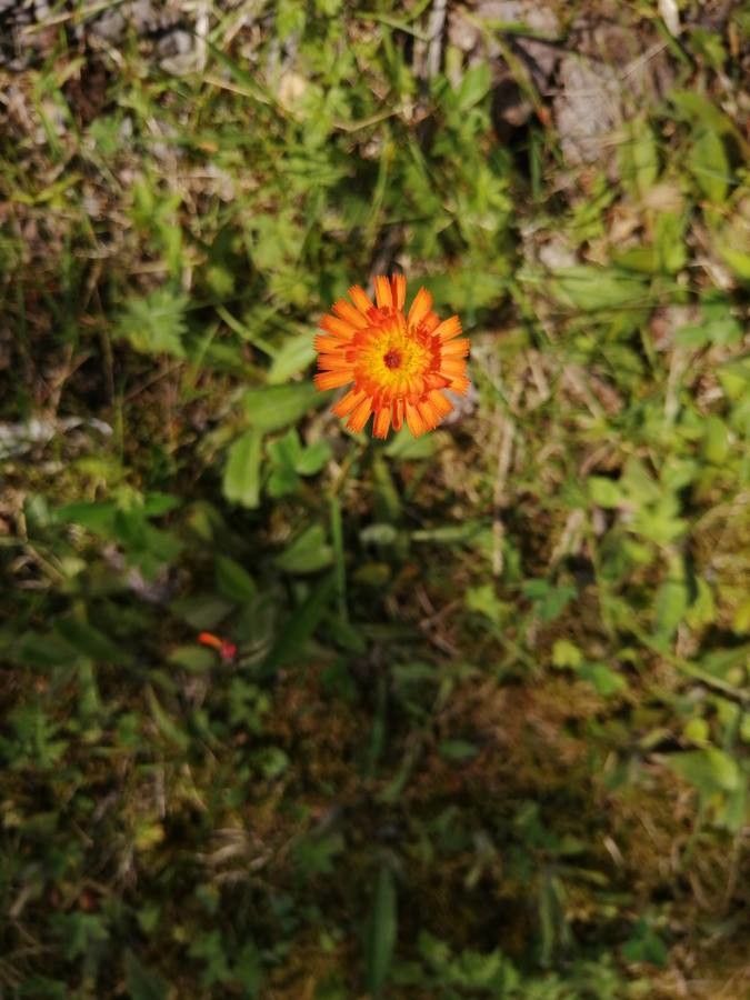Hieracium aurantiacum flower