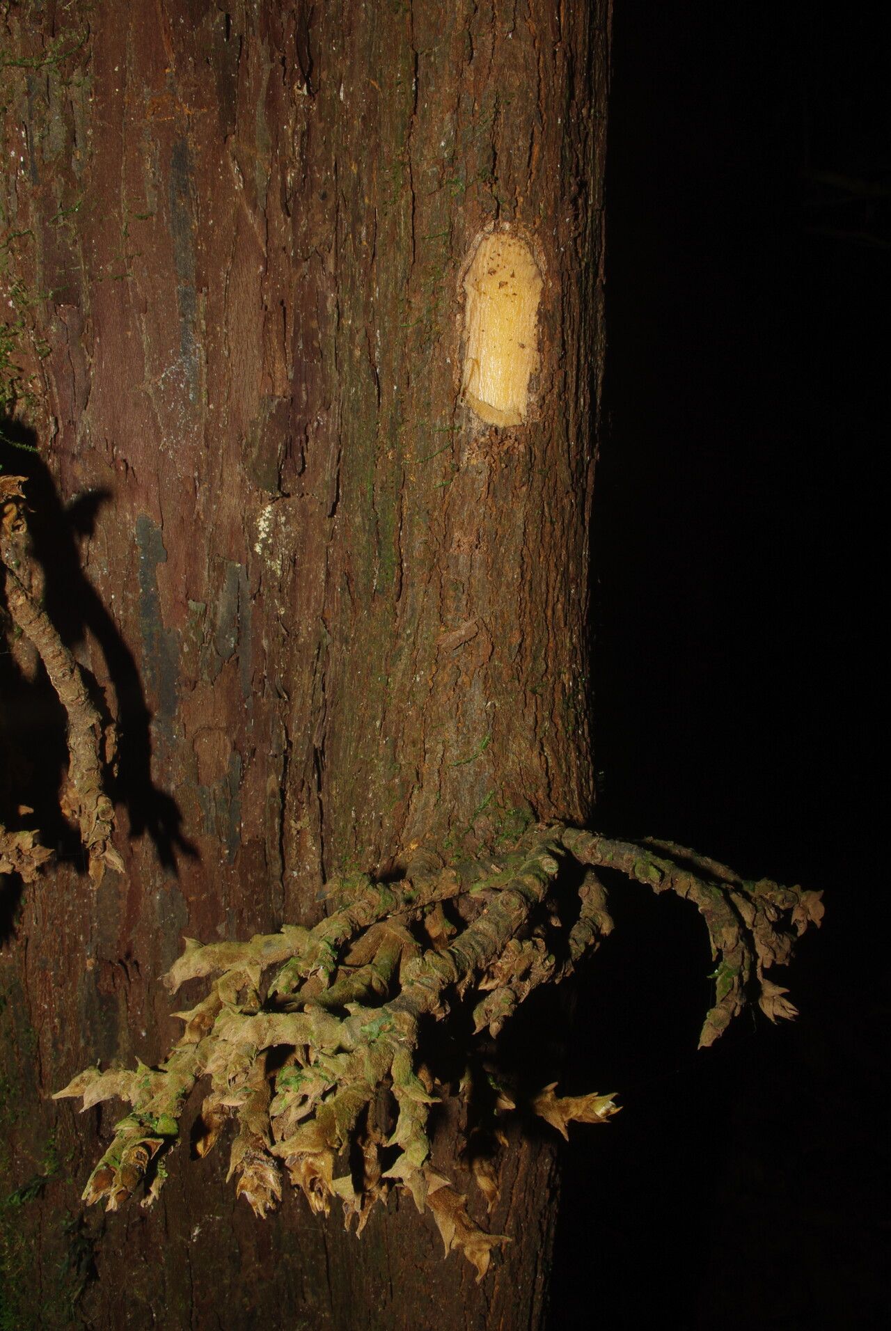 Piptostigma submontanum bark