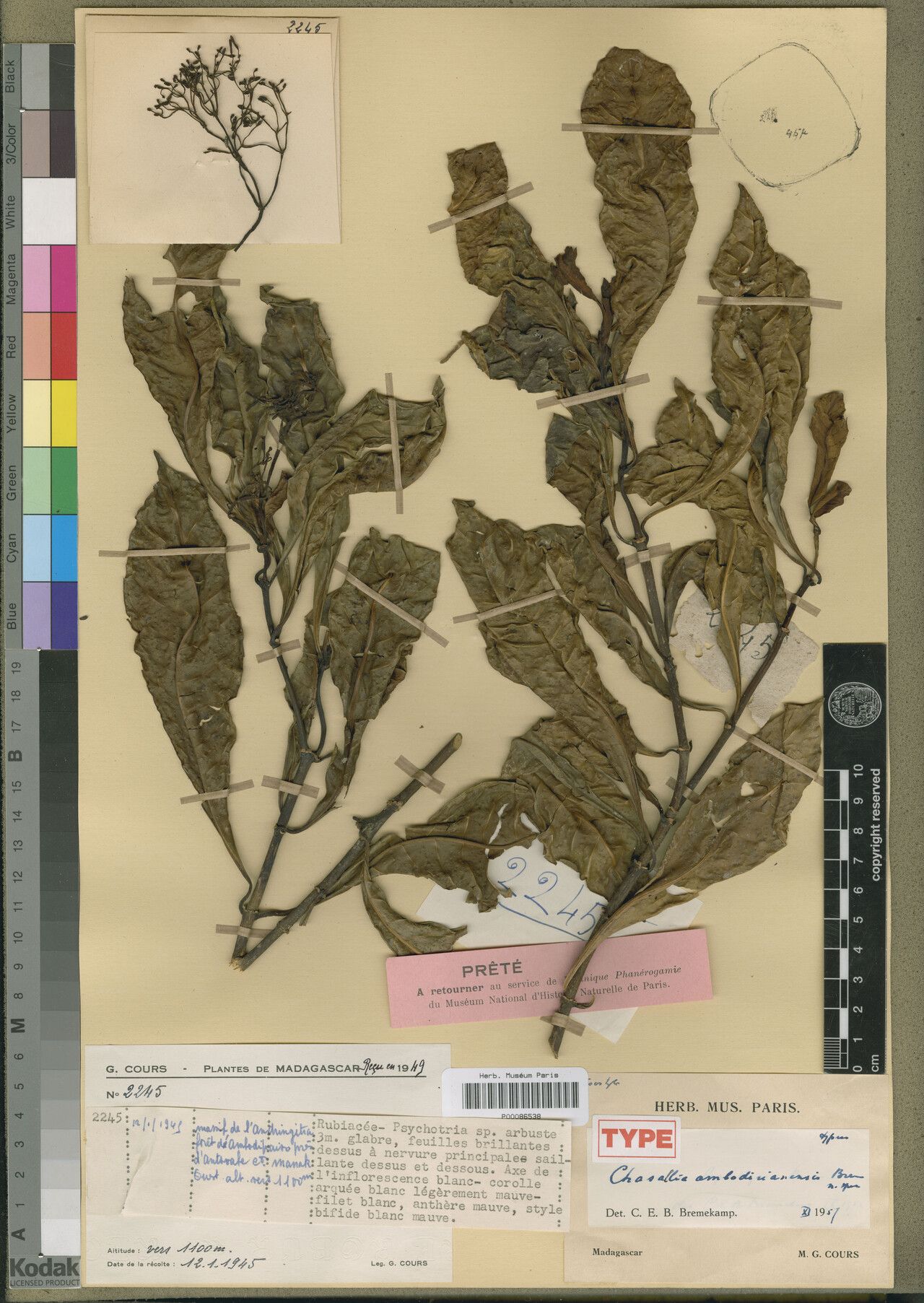 Chassalia ambodirianensis — related species from the same genus