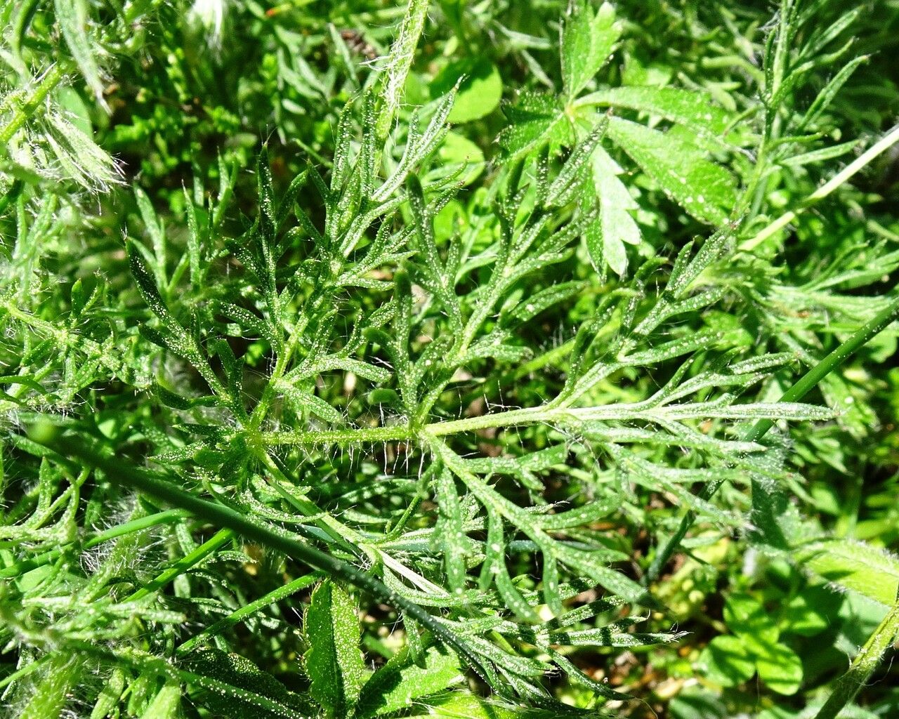 Anemone rubra — search result for 'Anemone'