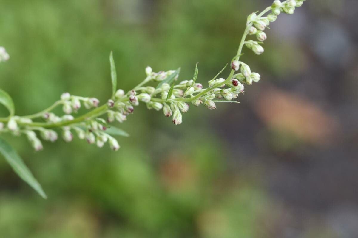 Artemisia montana flower