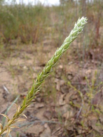 Corispermum americanum — houseplant care guide