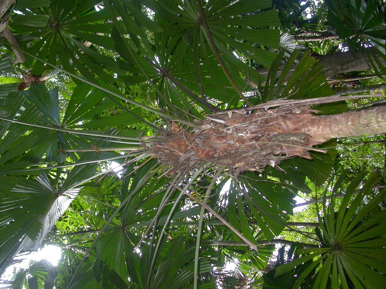 Licuala ramsayi bark