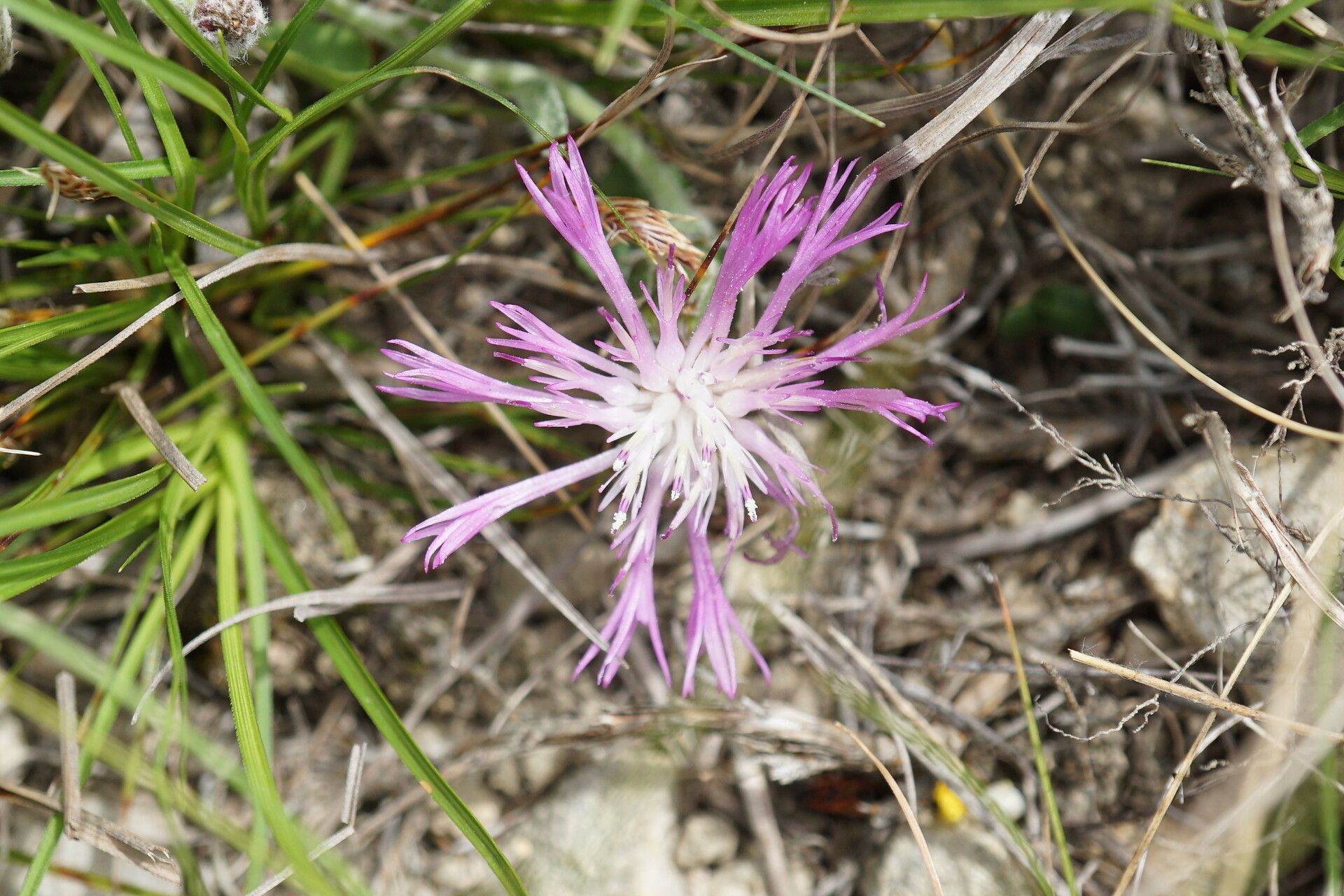 Psephellus marschallianus flower
