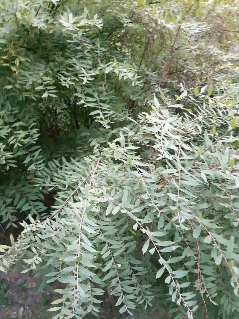 Spiraea × cinerea leaf