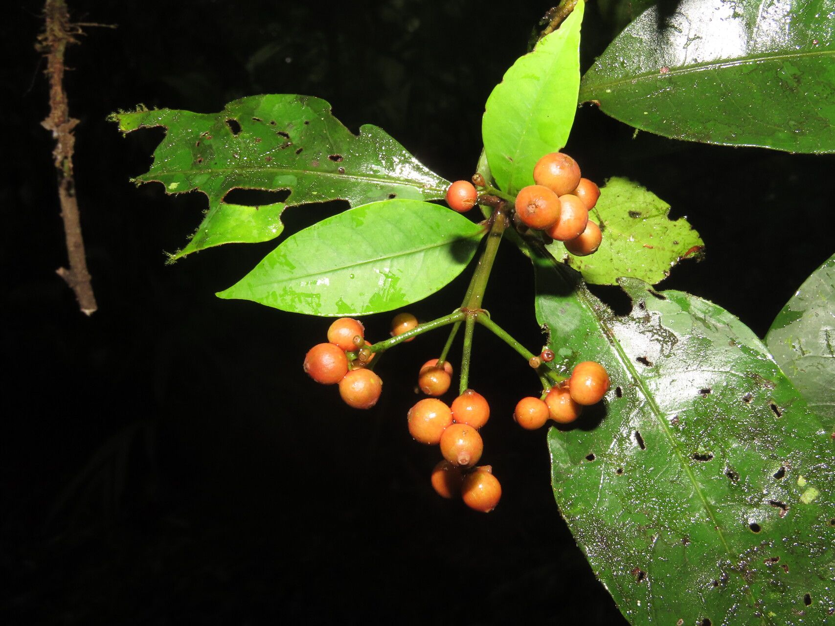 Ixora nicaraguensis fruit