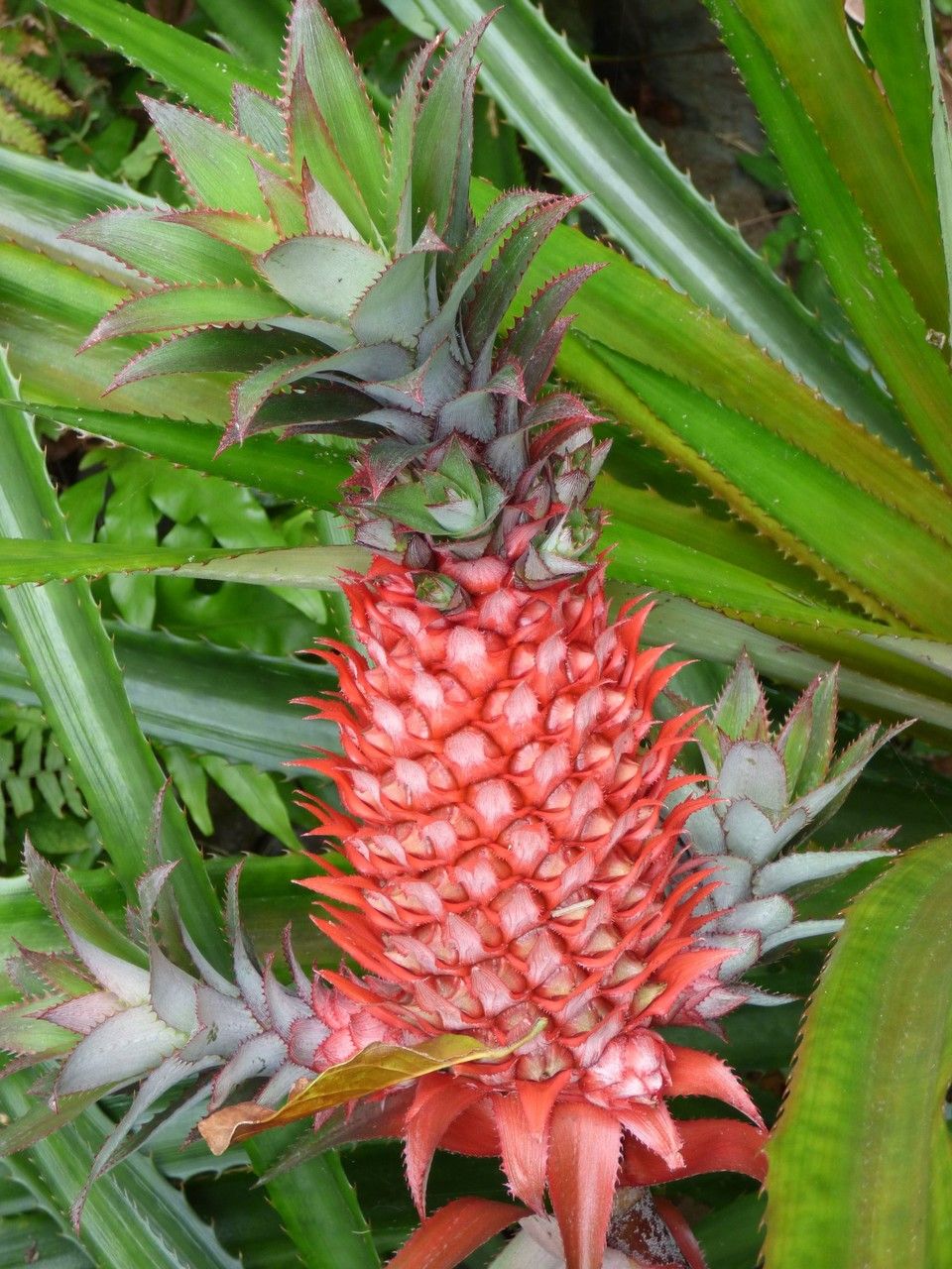 Ananas bracteatus fruit