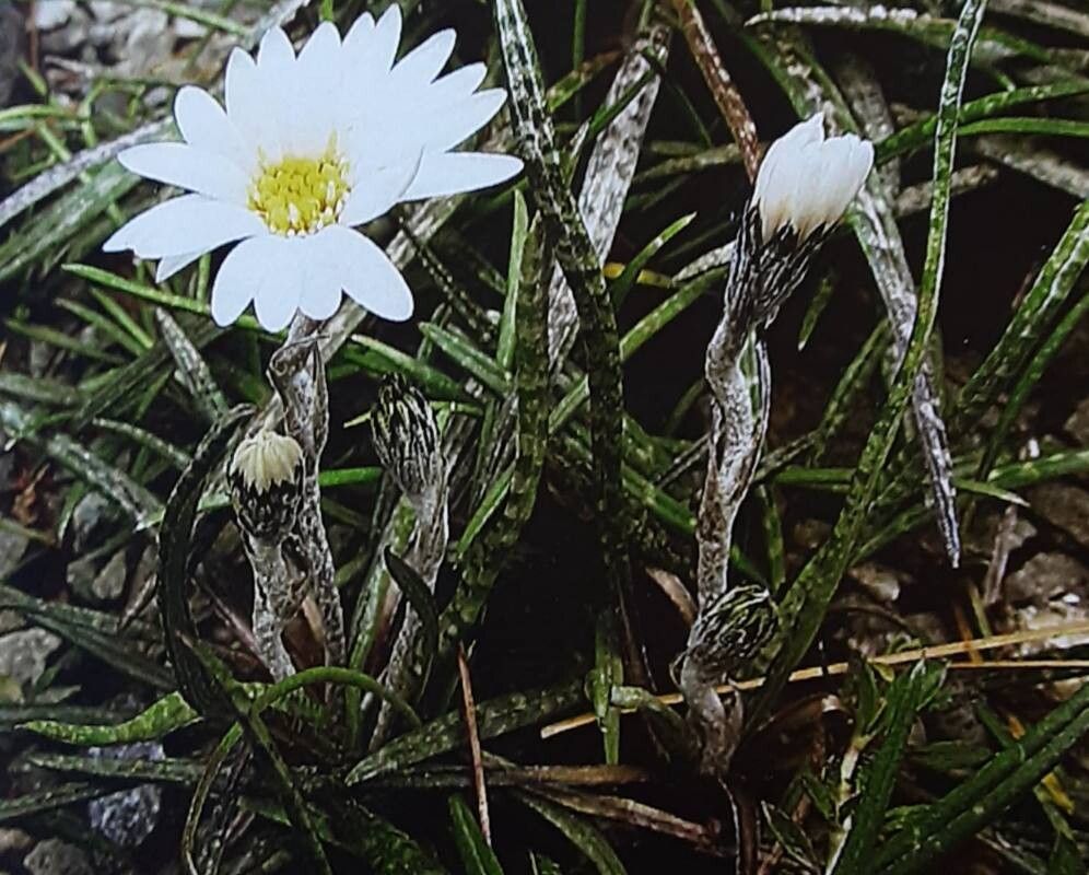 Celmisia graminifolia — related species from the same genus