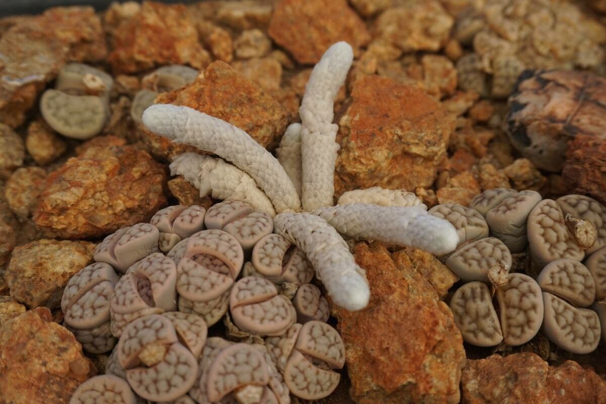 Anacampseros albissima — related species from the same genus