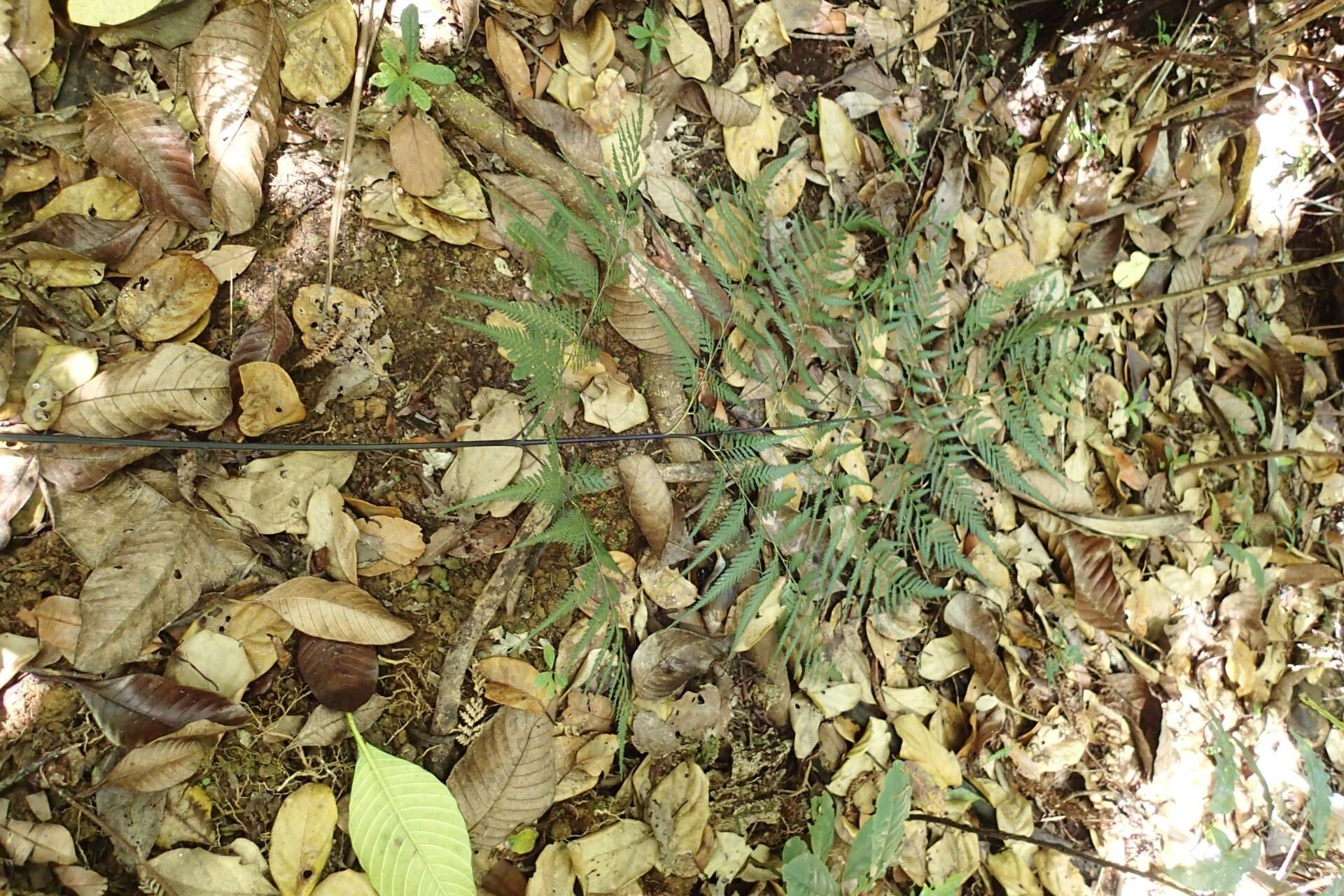 Saccoloma firmum habit