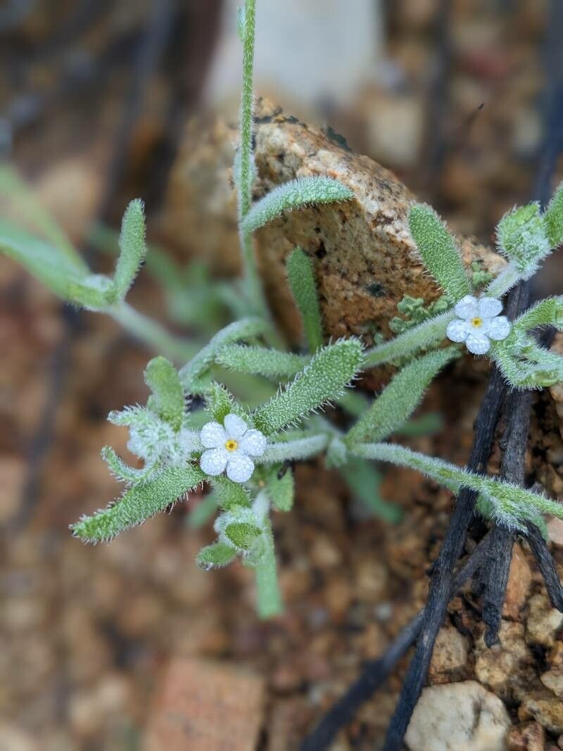 Pectocarya peninsularis flower