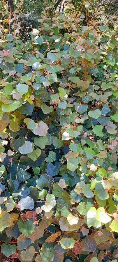Rhoicissus tomentosa habit