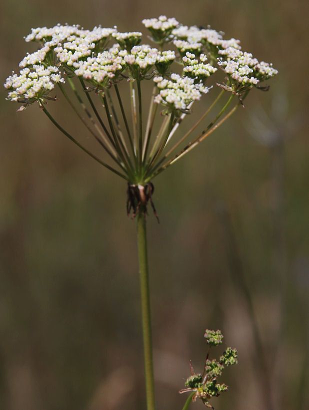 Perideridia howellii flower