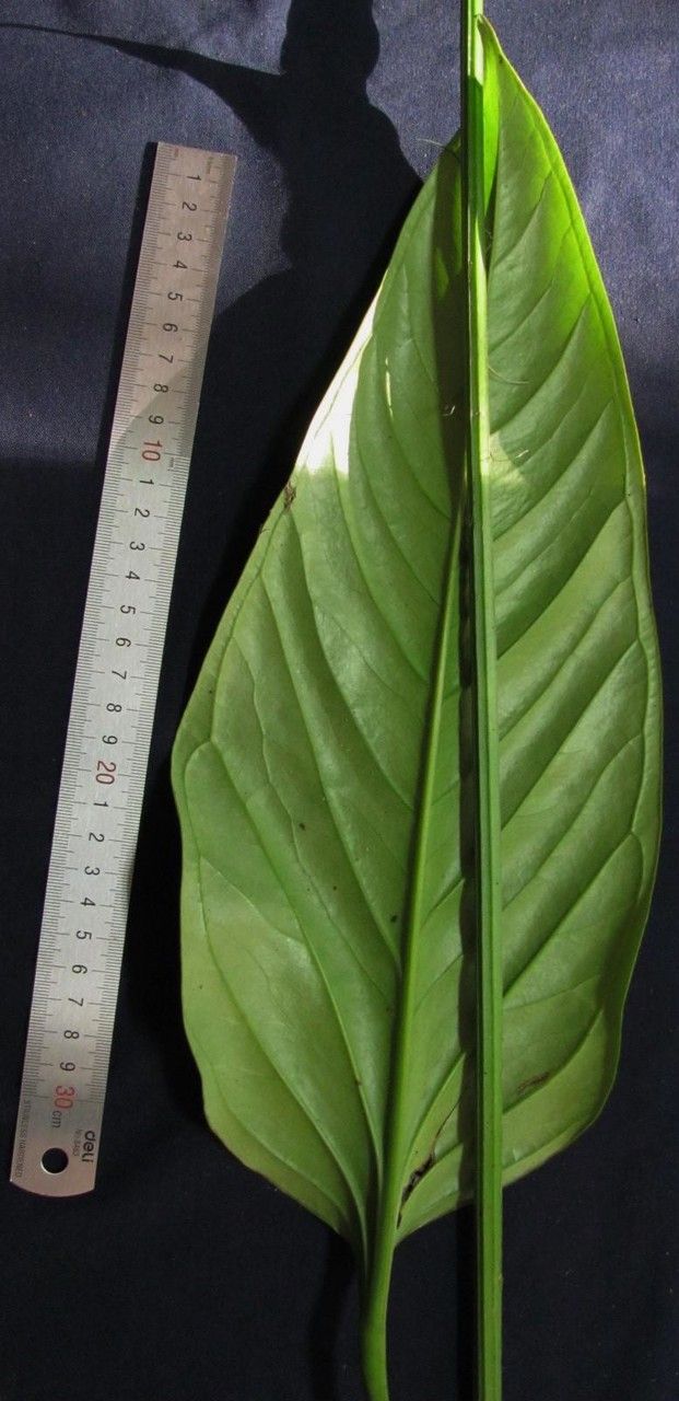 Anthurium michelii — search result for 'Anthurium'