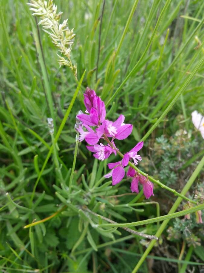 Polygala comosa flower