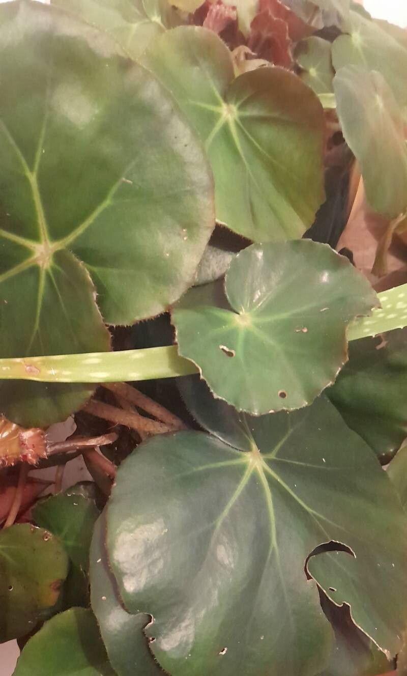 Begonia × erythrophylla habit