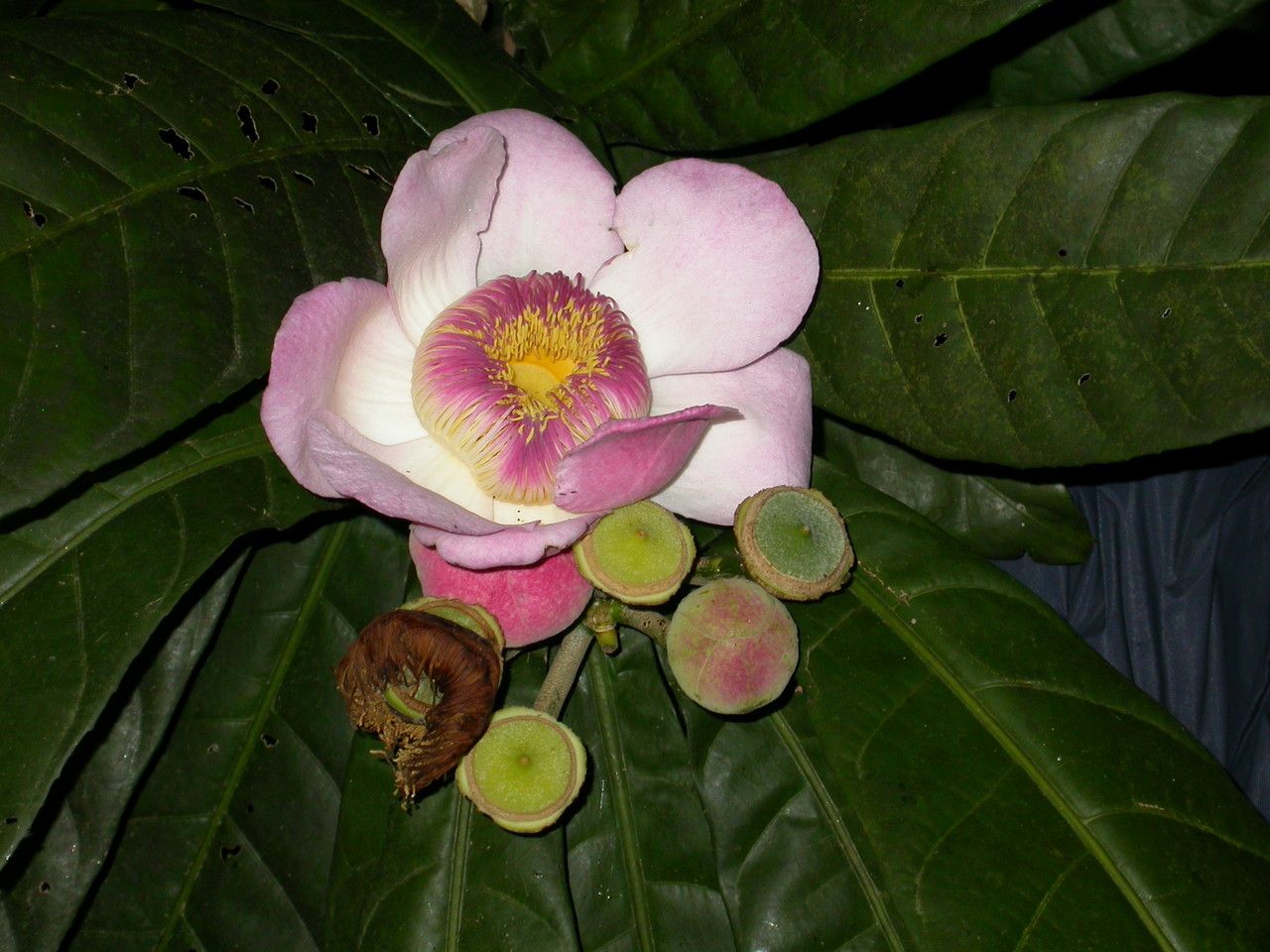 Gustavia augusta flower