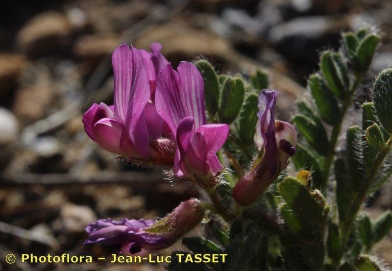 Astragalus longidentatus flower