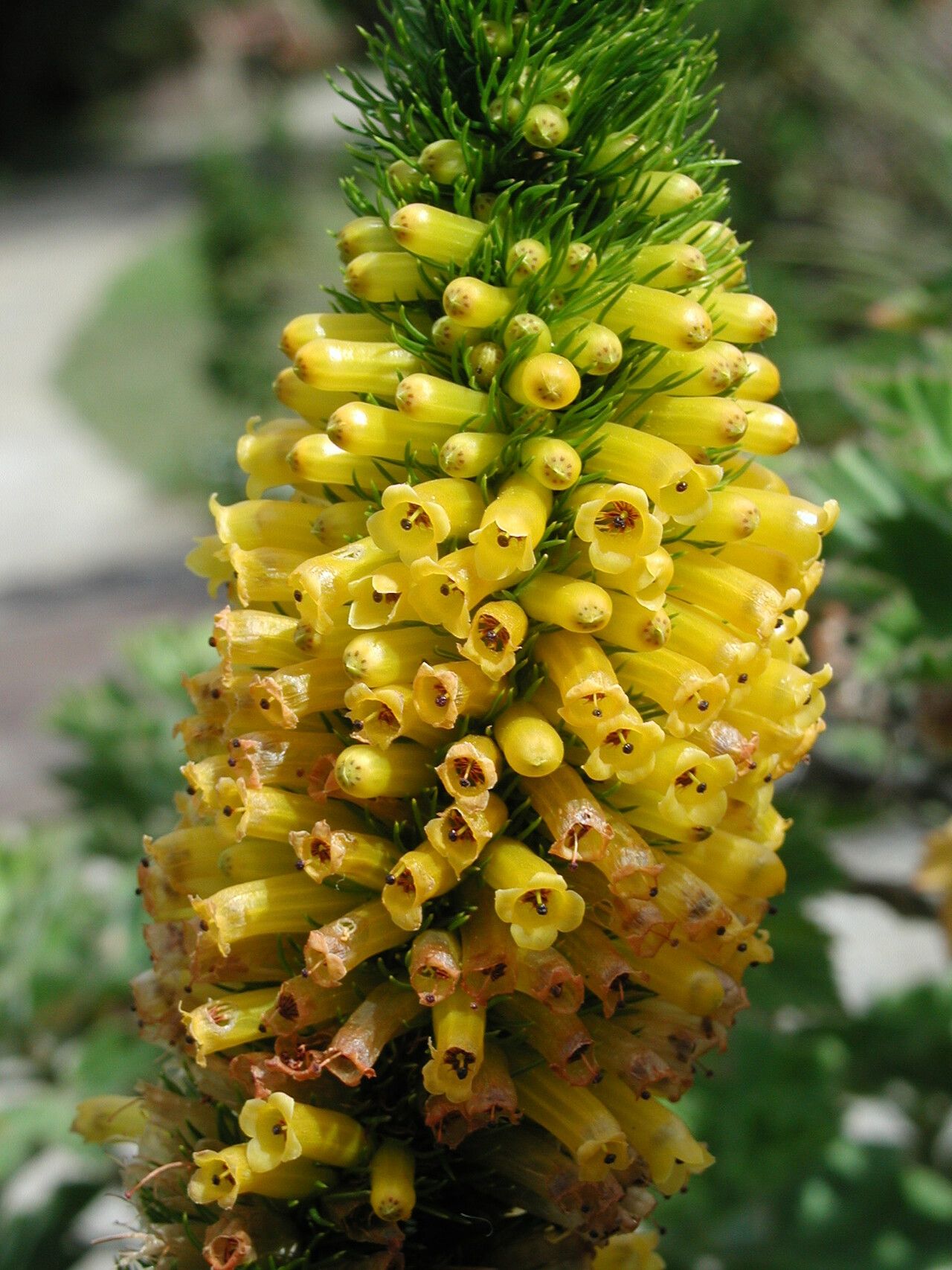 Erica patersonii — search result for 'Erica'