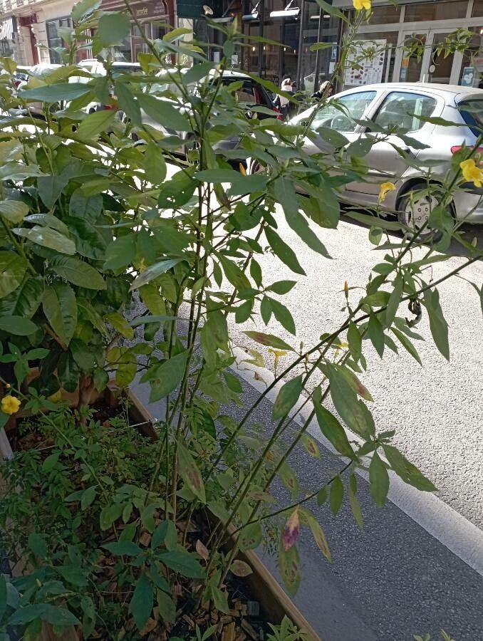 Reinwardtia indica habit