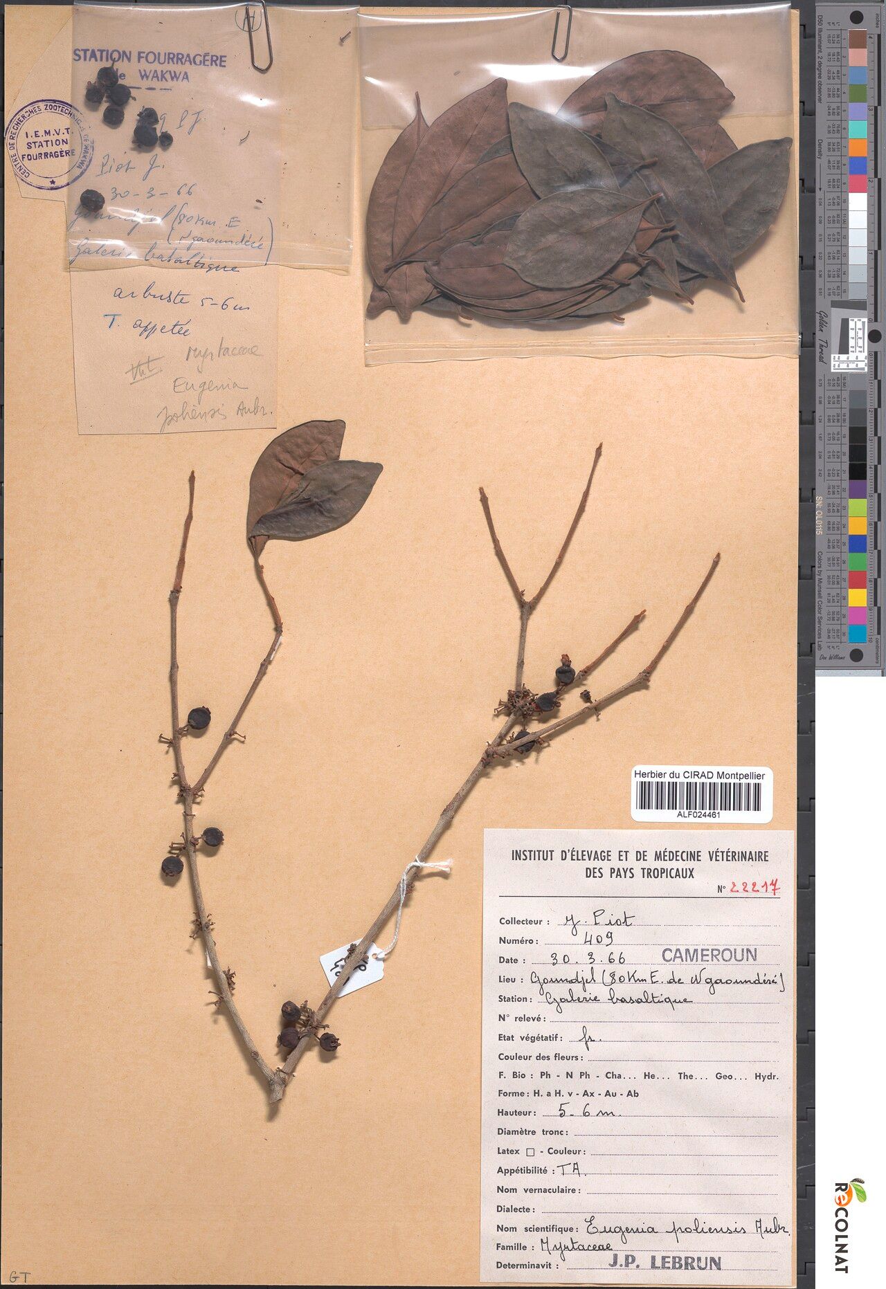 Eugenia poliensis — houseplant care guide