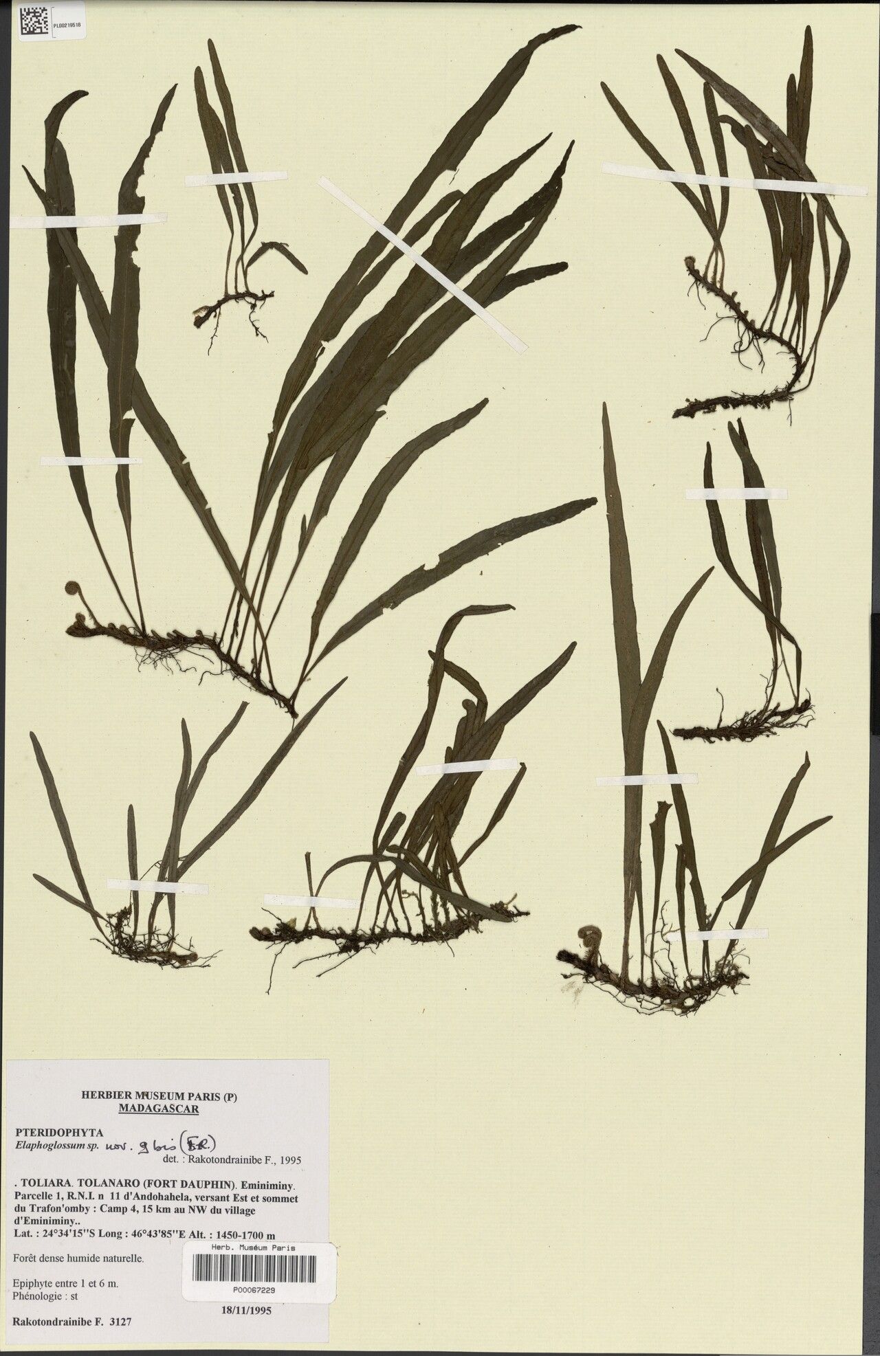 Elaphoglossum andohahelense — related species from the same genus