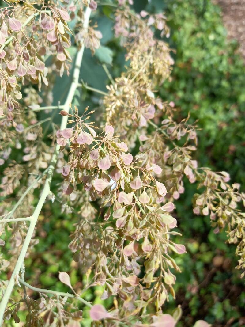 Macleaya cordata fruit