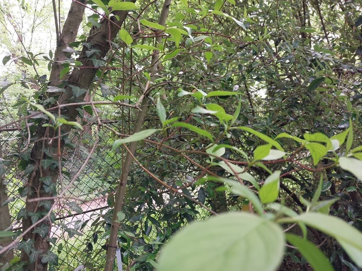 Cornus obliqua other