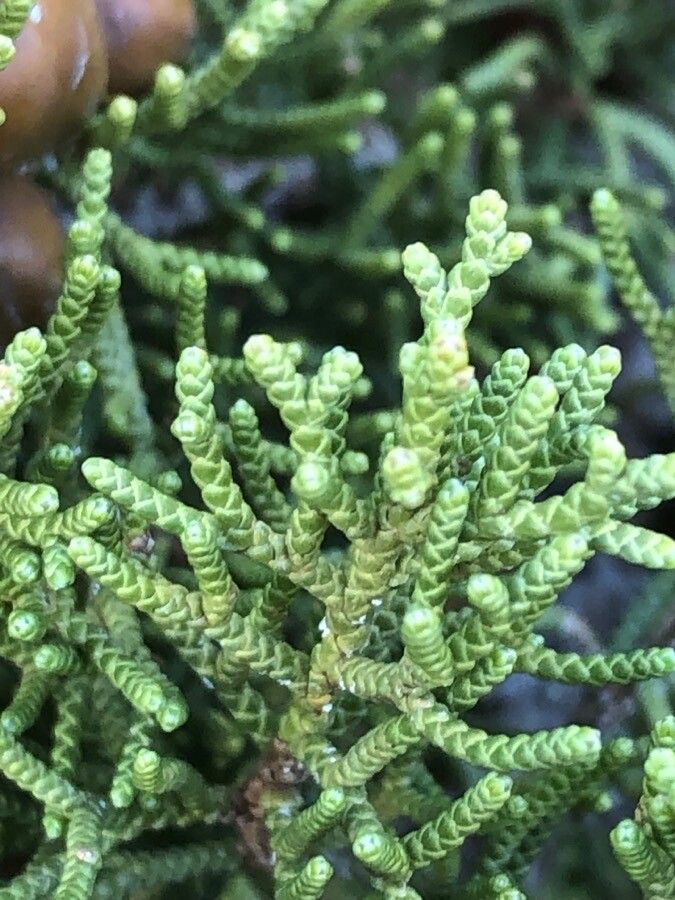 Juniperus phoenicea leaf