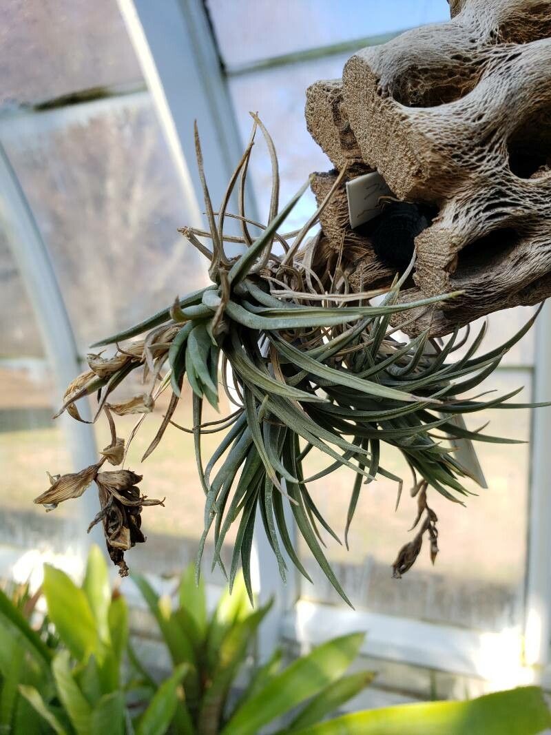 Tillandsia carminea — houseplant care guide